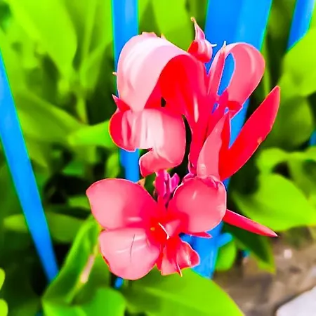 William's - Third Special Апартаменты *