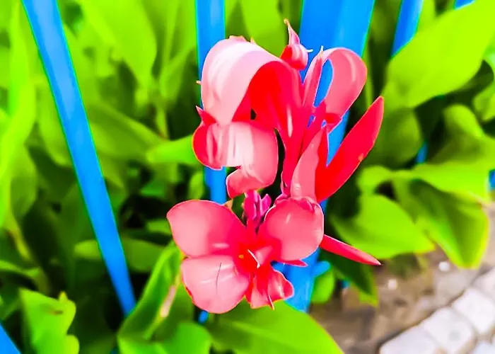 William's - Third Special Апартамент *